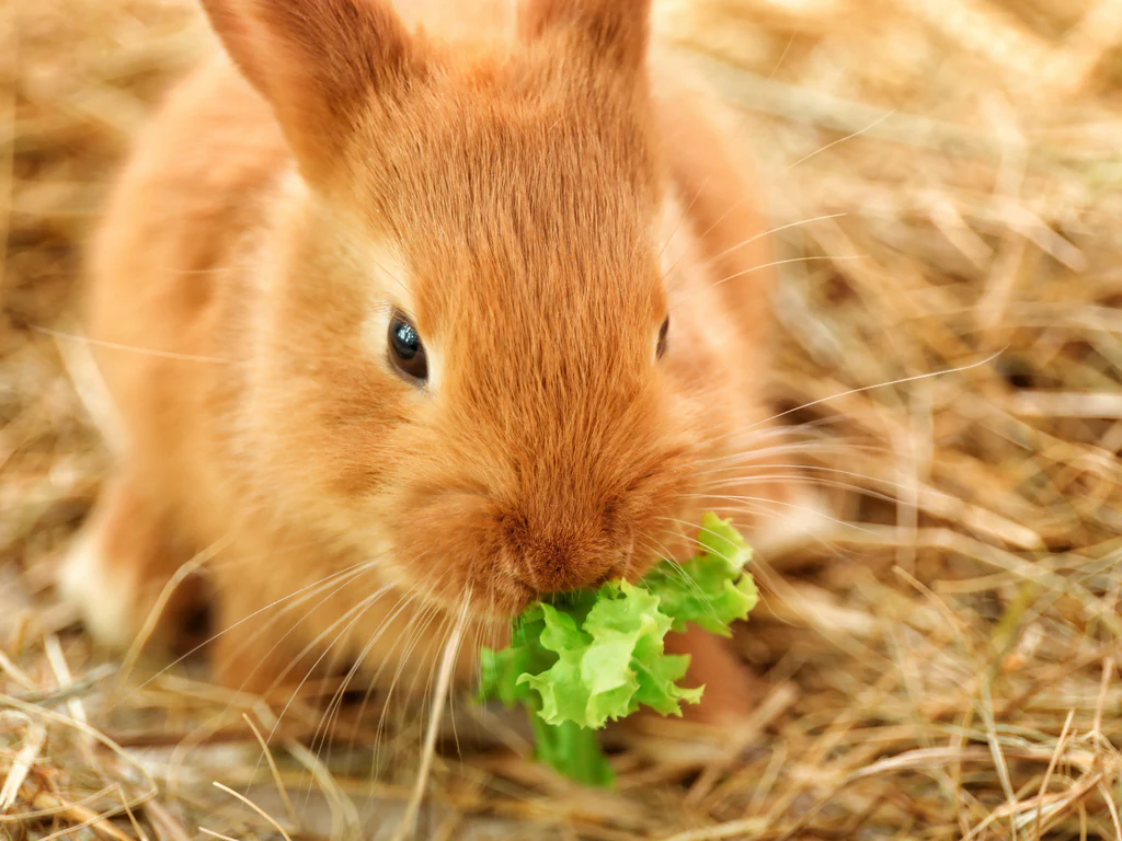 Boost Your Rabbit’s Well-Being with Nutrient-Rich, Fresh Foods